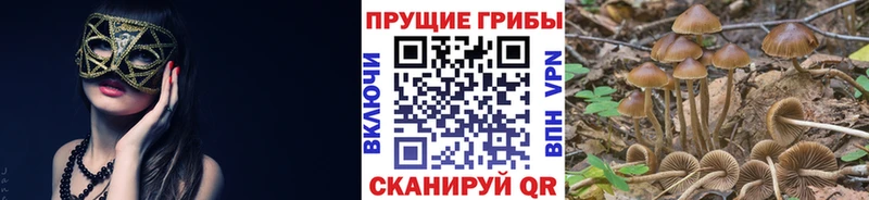 где продают наркотики  Талица  Псилоцибиновые грибы мухоморы 